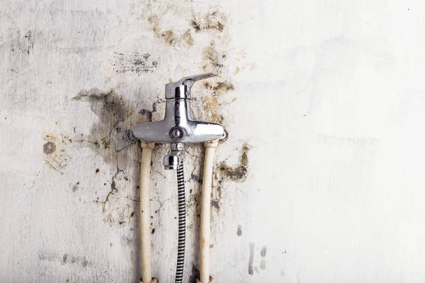 Best Mold Remediation Services  in Storrs, CT