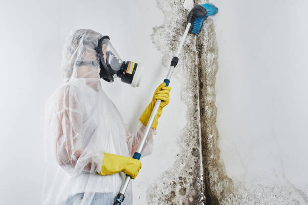 Best Mold Testing  in Storrs, CT