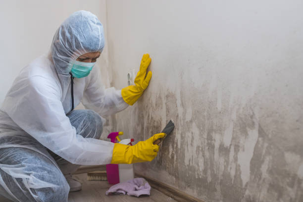 Best Local Mold Removal Service  in Storrs, CT
