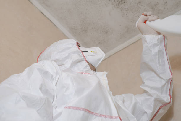Best Affordable Mold Removal  in Storrs, CT