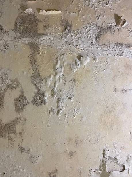 Best Mold Damage Repair  in Storrs, CT