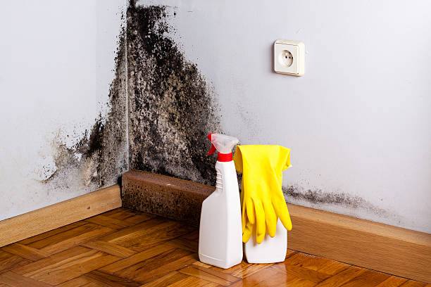 Best Emergency Mold Removal  in Storrs, CT
