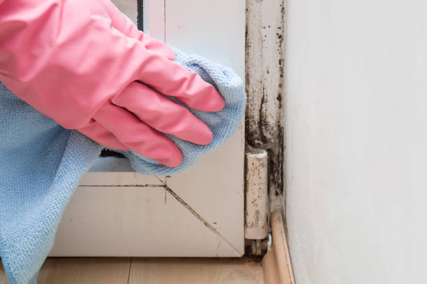 Best Affordable Mold Removal  in Storrs, CT
